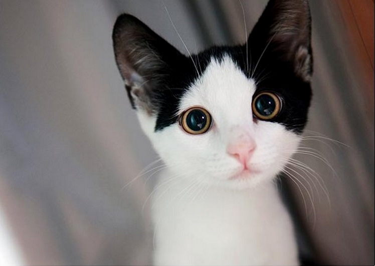 Cats Are Everything to Me