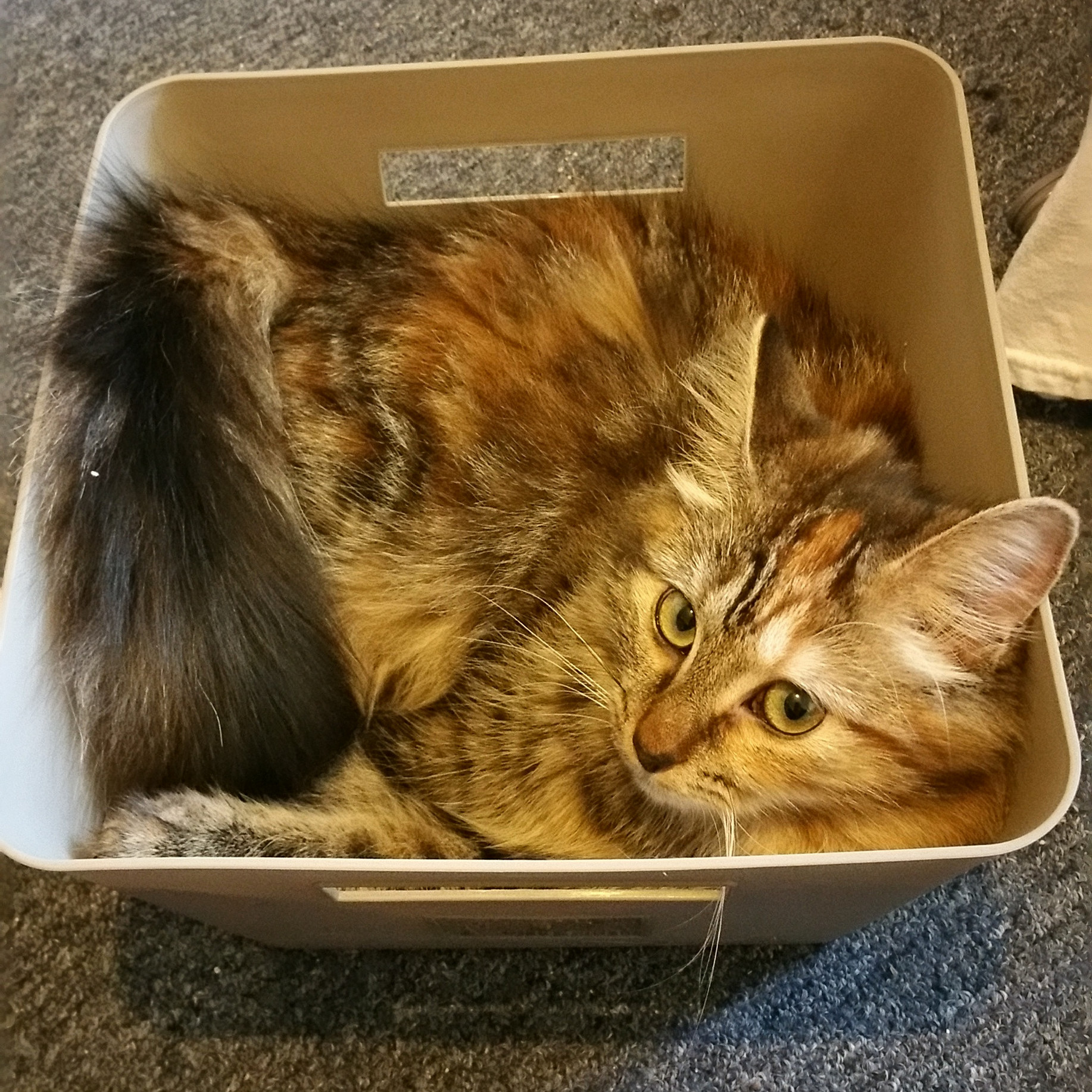 Cats Are Liquid.