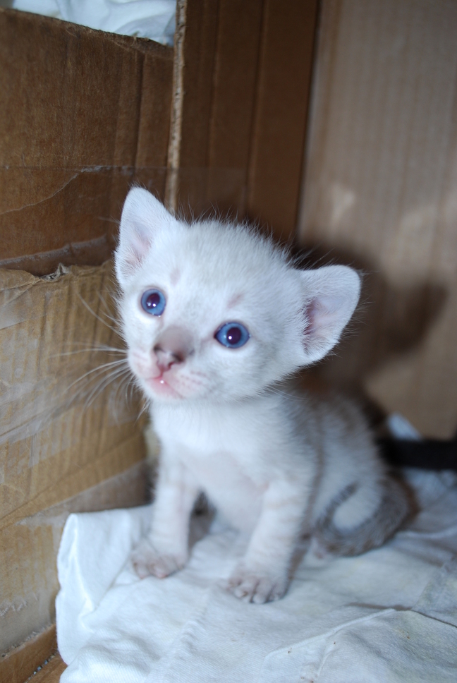 Caturday Foster