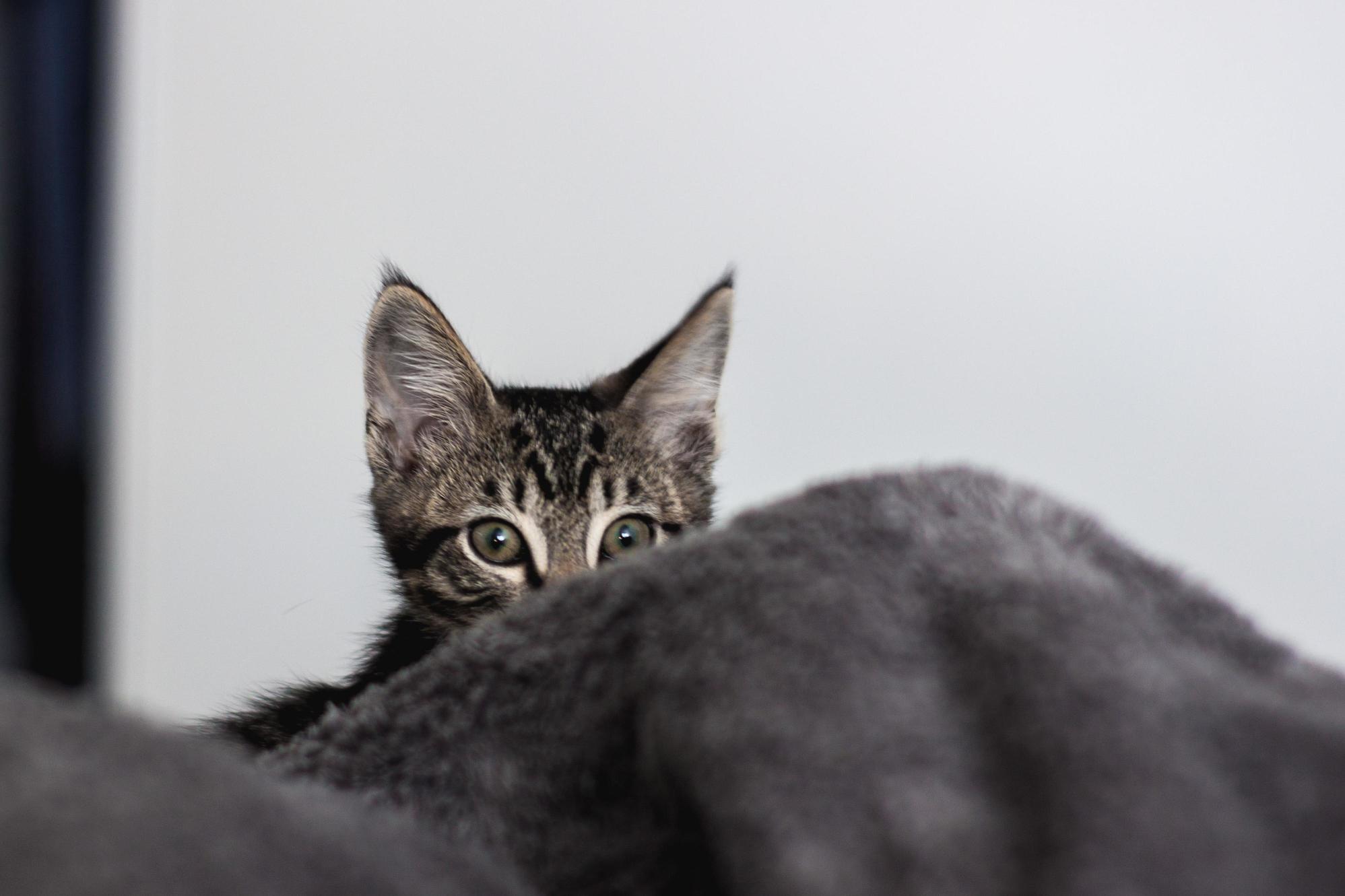 Caught This Little 9 Week Old Predator Preparing to Pounce