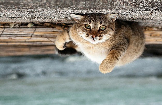 Ceiling Cat