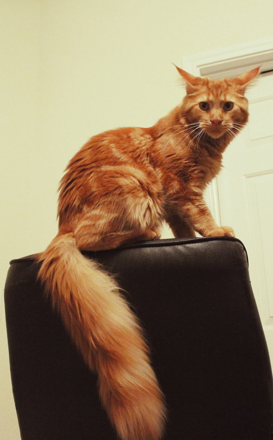 Chair.