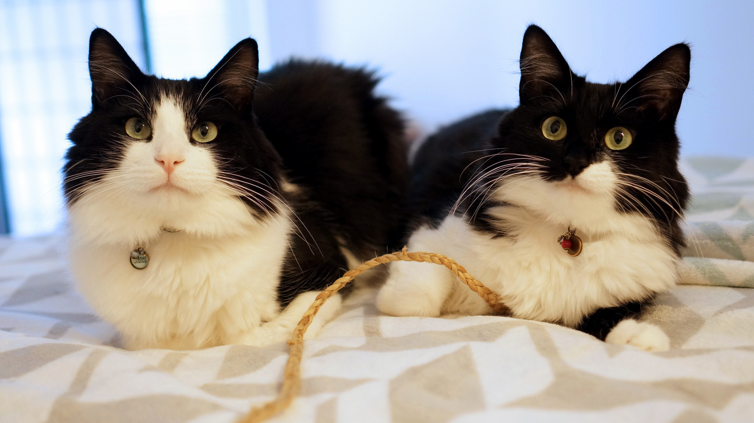 Chance the Dapper and Classy Sassy Tuxedo Friends Til the End.