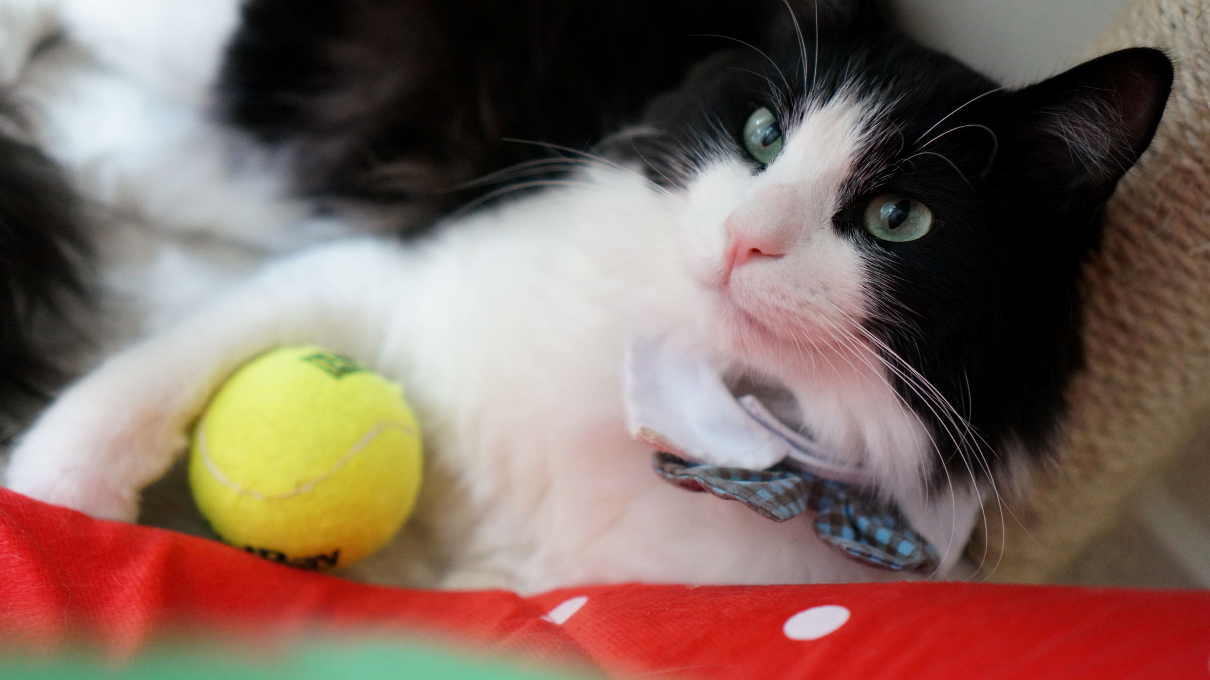 Chance the Dapper Wants to Play Fetch with You... but He Ll Hide the Ball.