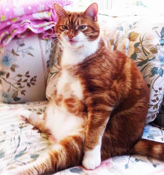 Chesters Not Putting Up with Your Shit Anymore