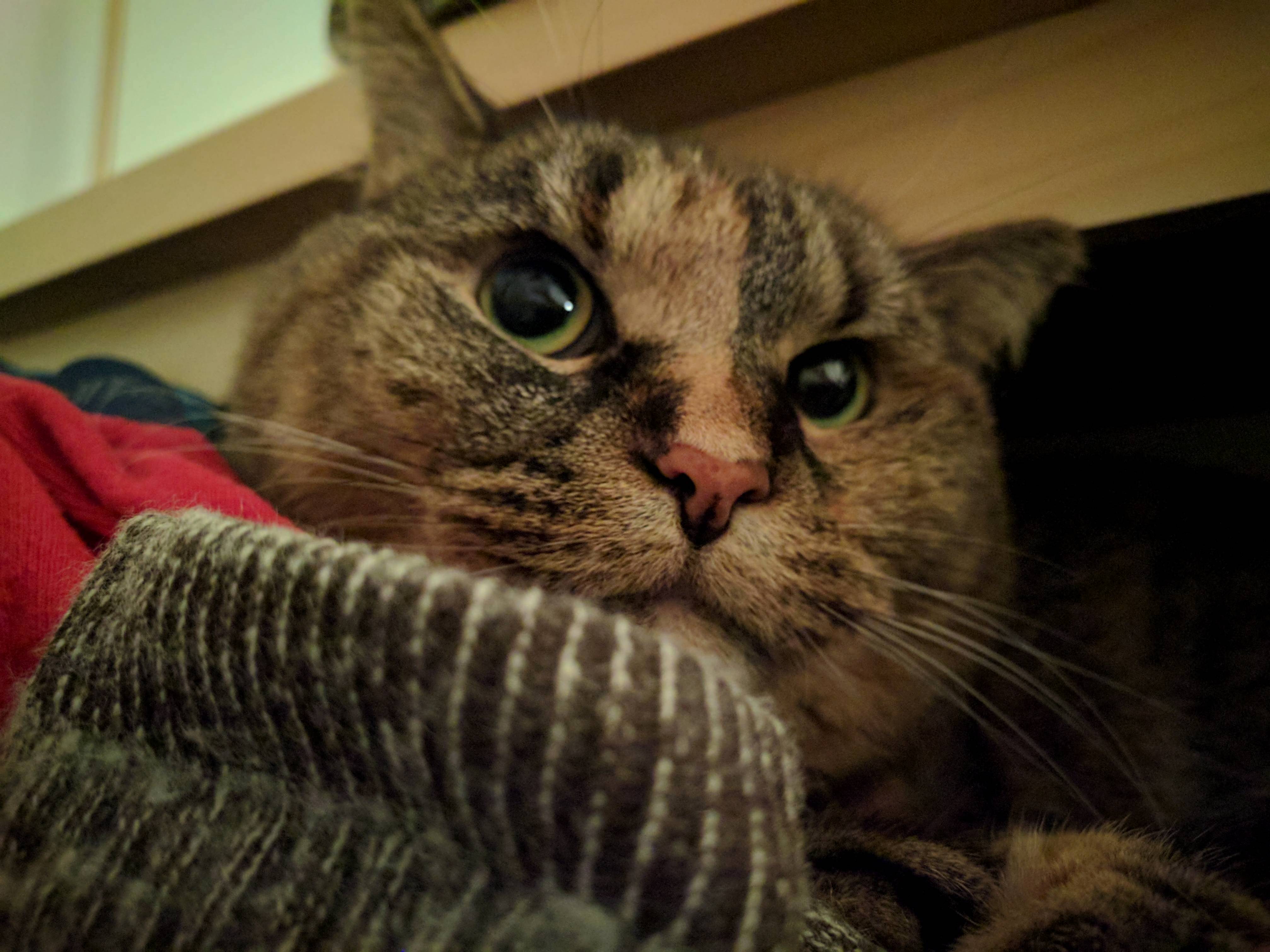 Chillin in the Sock Drawer