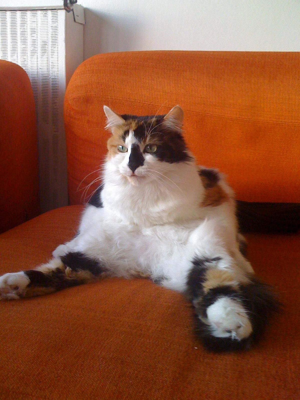 Chilling on the Couch Watching Tv