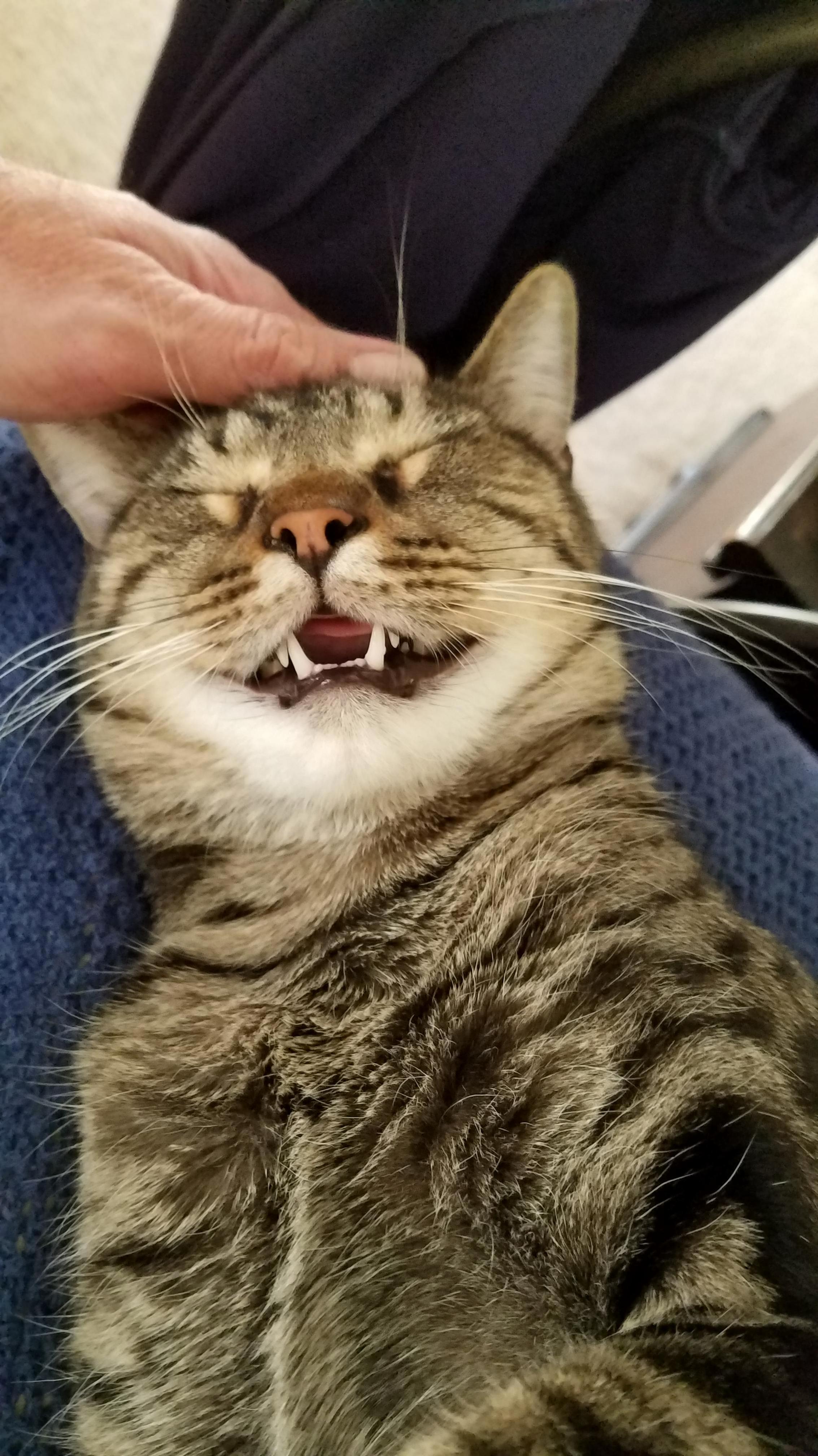 Christmas Afternoon Nap Feels