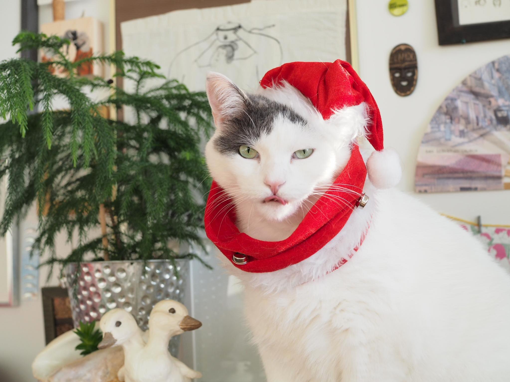 Christmas Blep