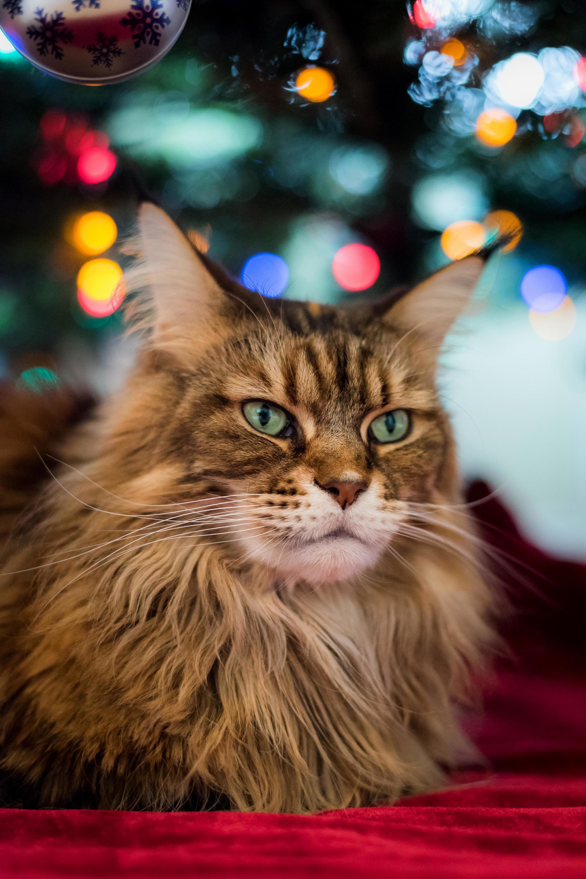 Christmas Cat Approves of the Tree.