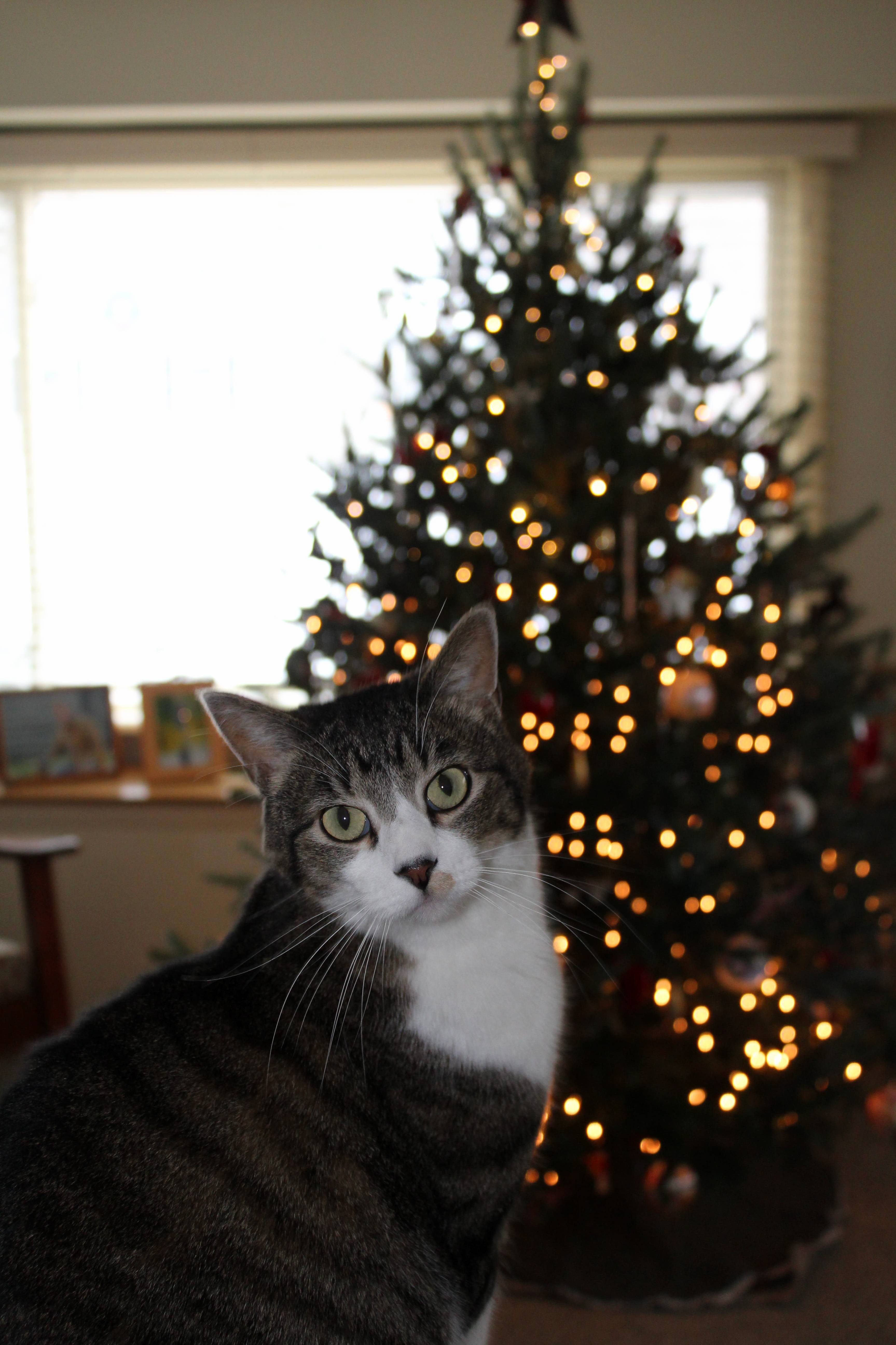 Christmas Cat Has Been Drinking Some Coffee This Morning