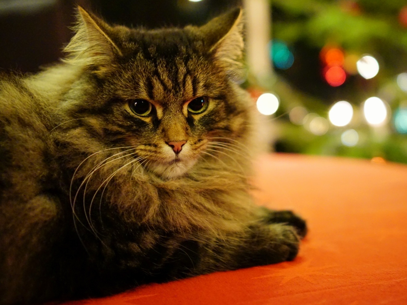 Christmas Kitty