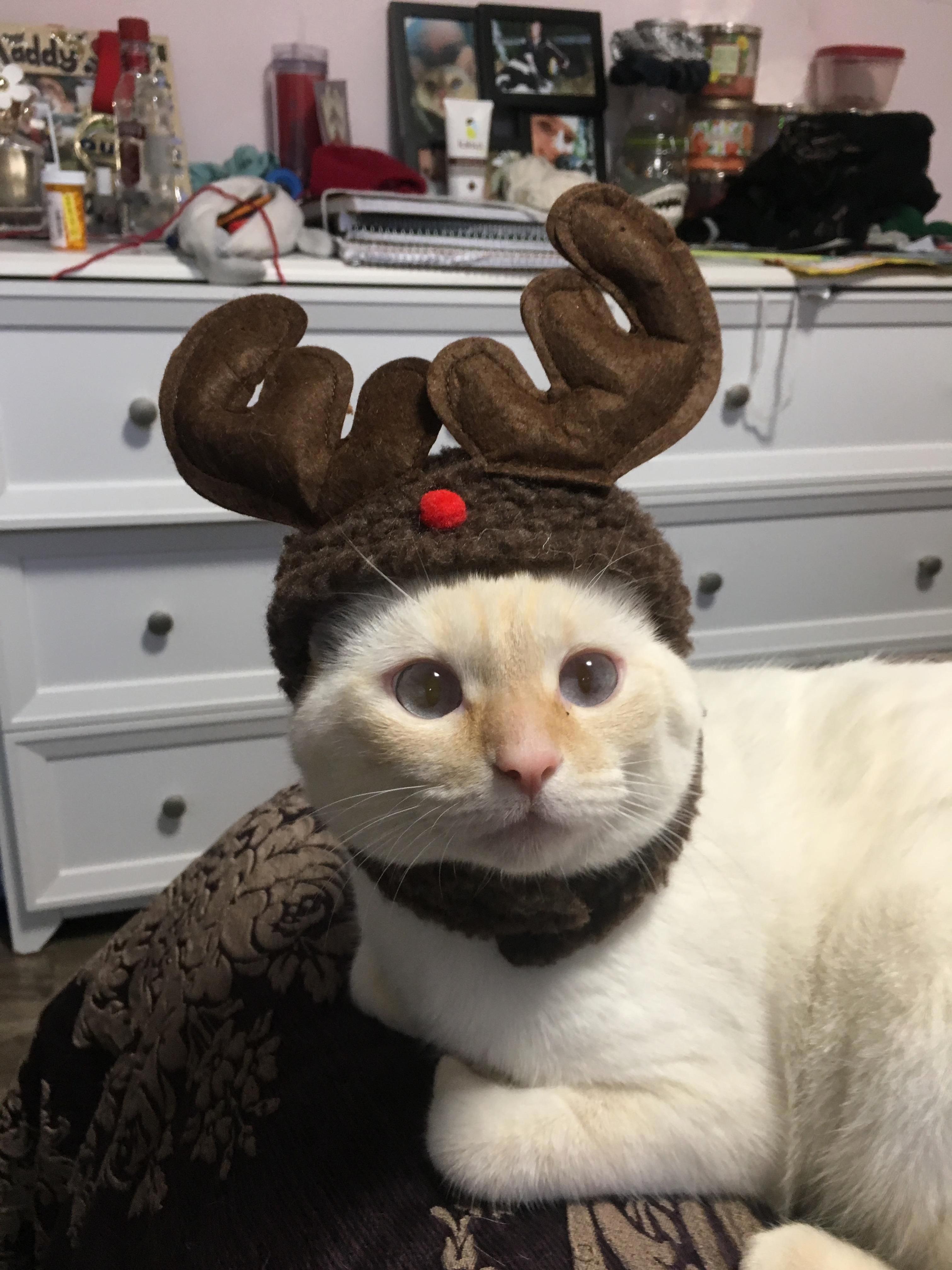 Chubs Loves Wearing His Antler Hat.