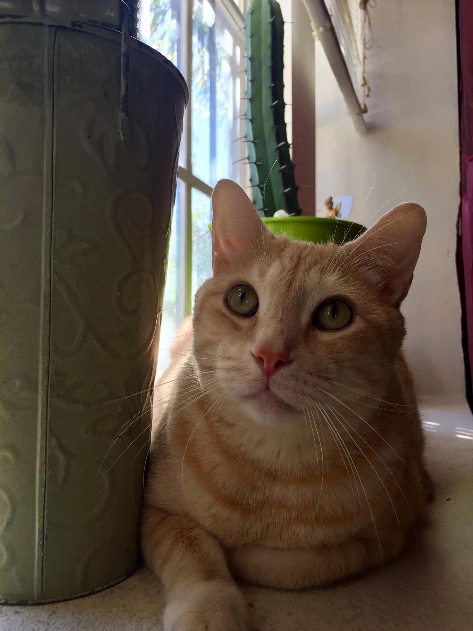 Collin Enjoying the Cacti