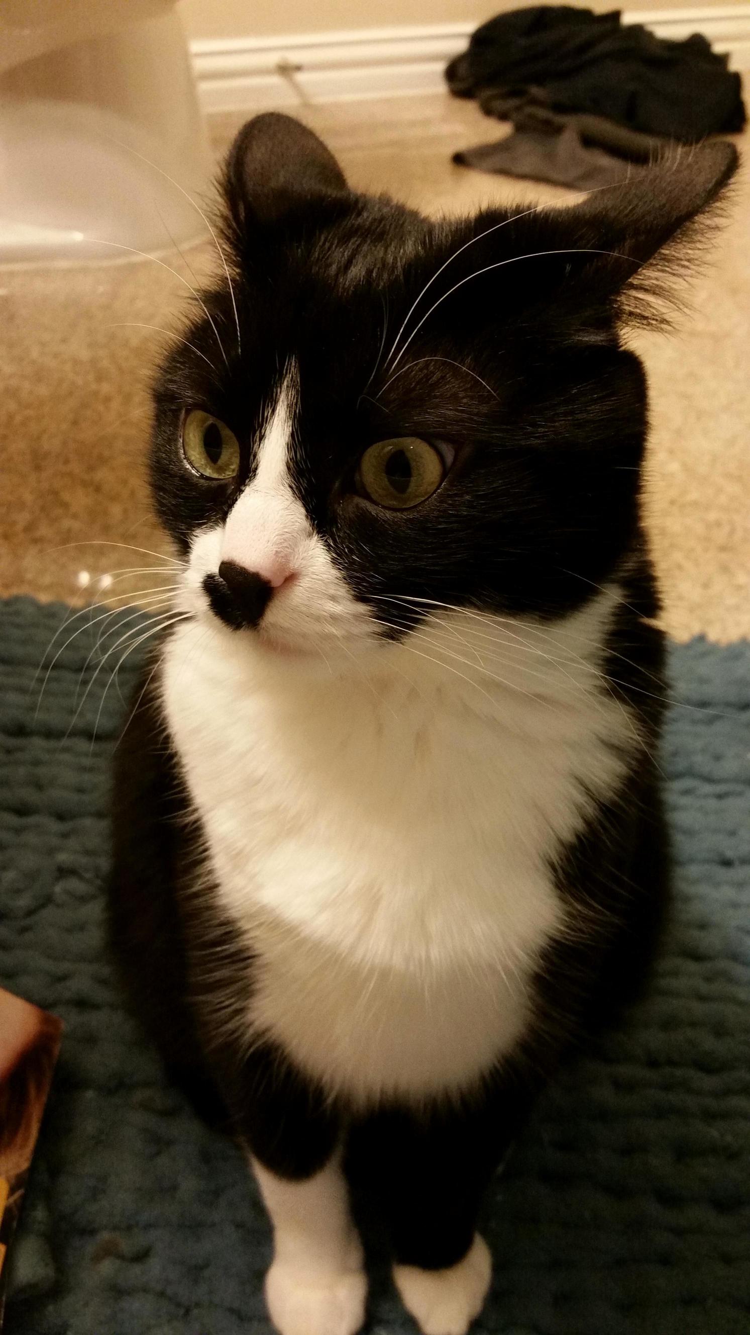 Concerned Kitty