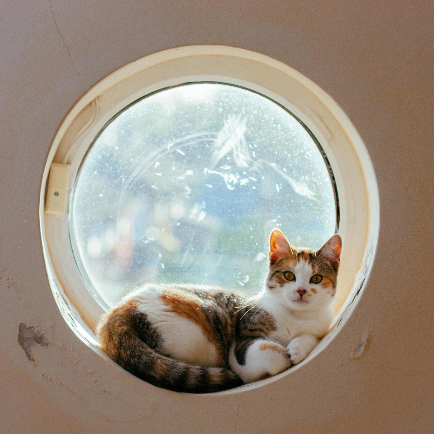 Cookie Loves Her Windowsill Perch