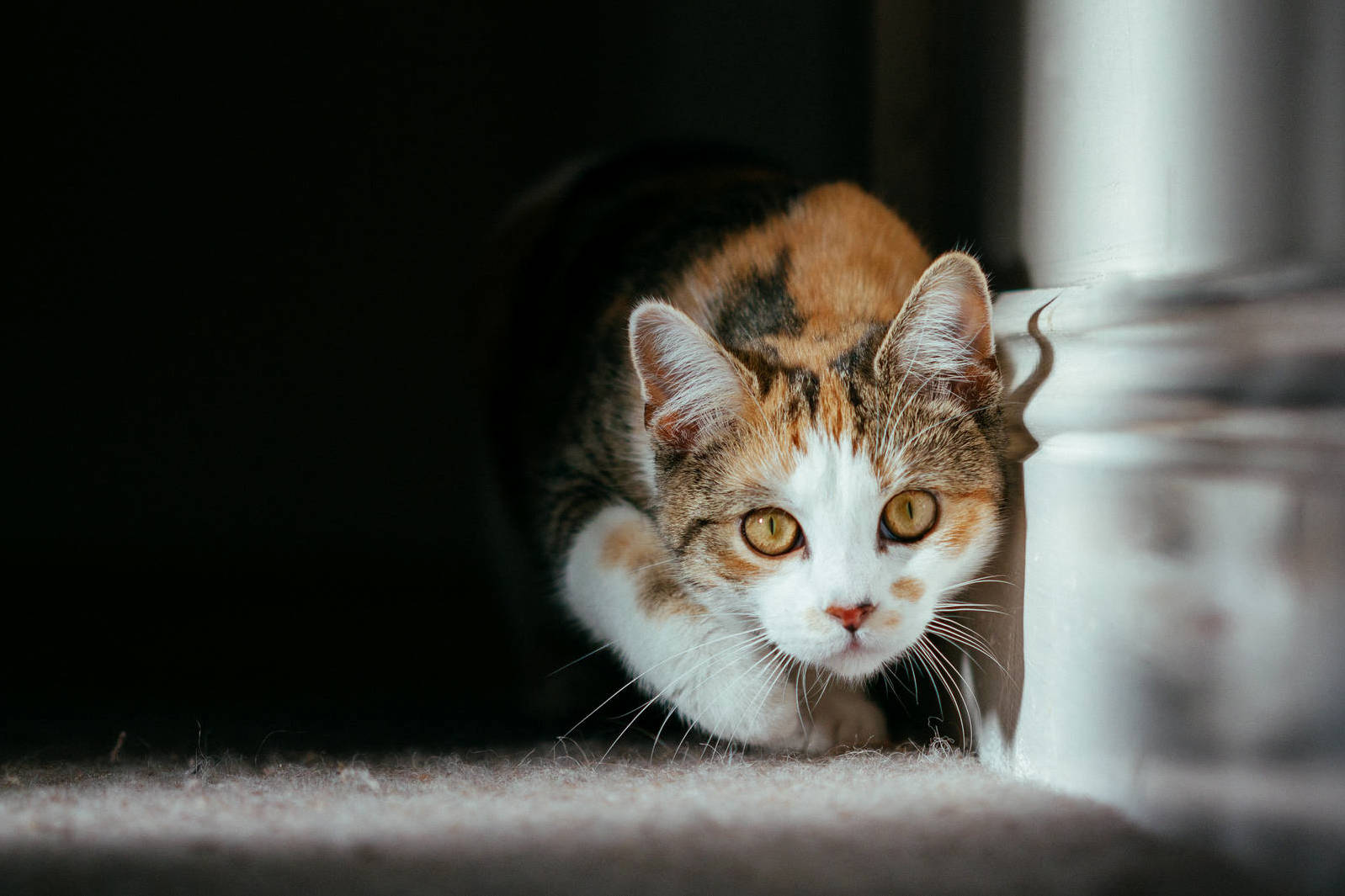 Cookie the Huntress.