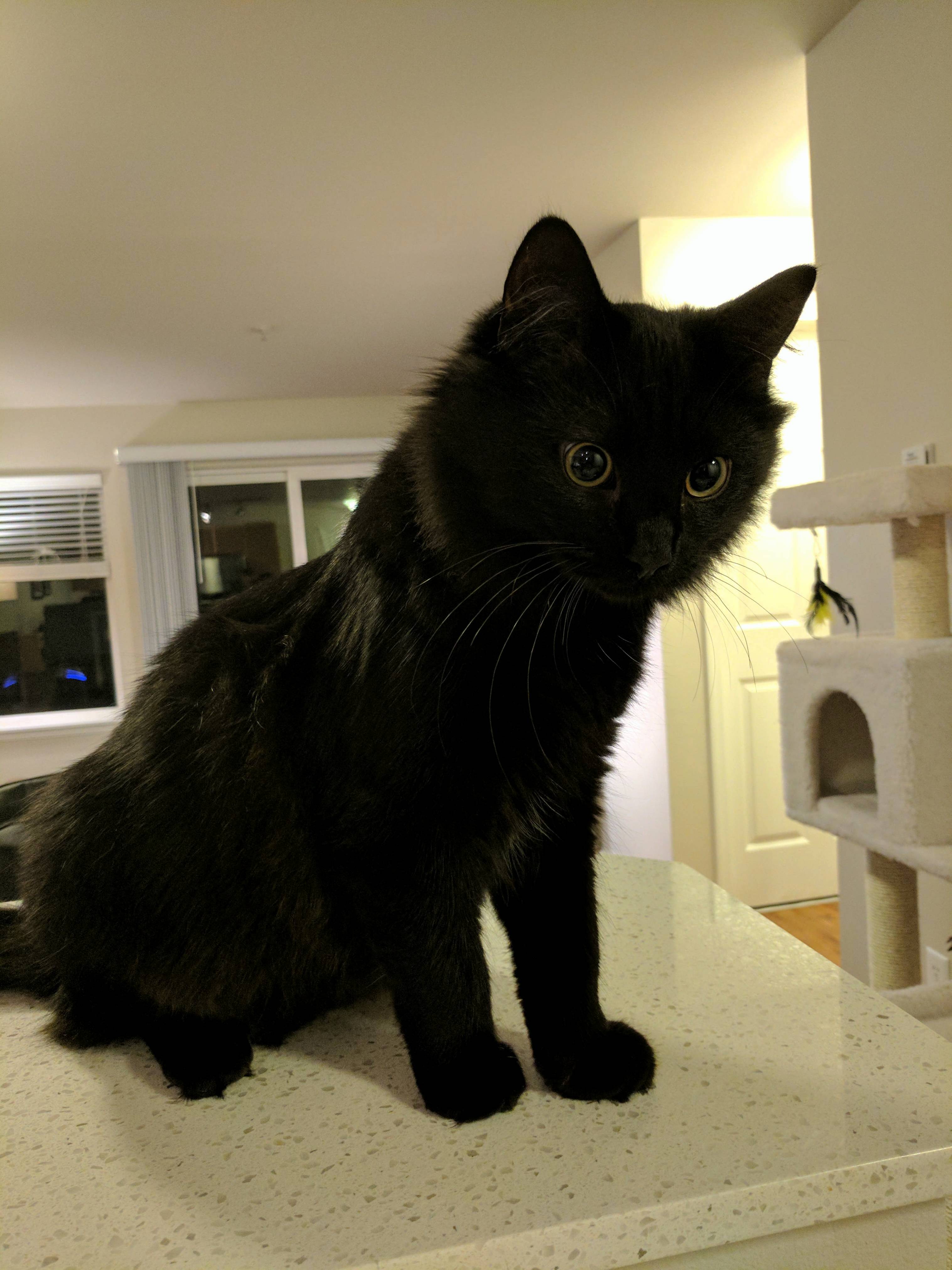 Coopers Big Round Eyes
