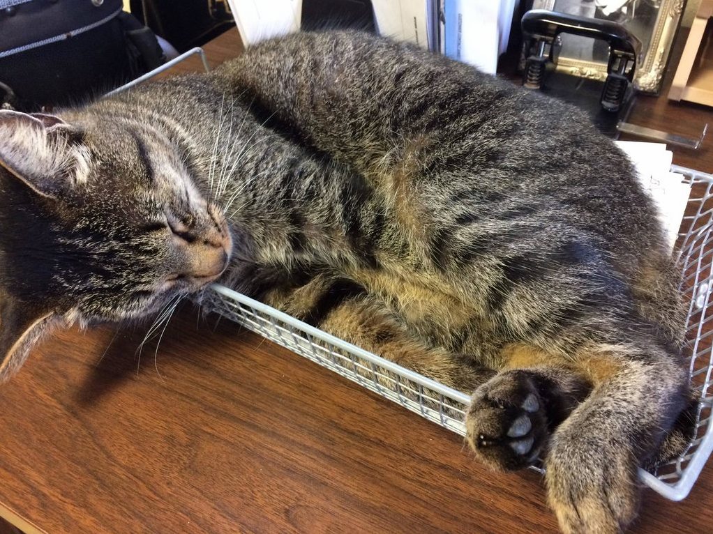 Coworker Has the Inbox Covered Today