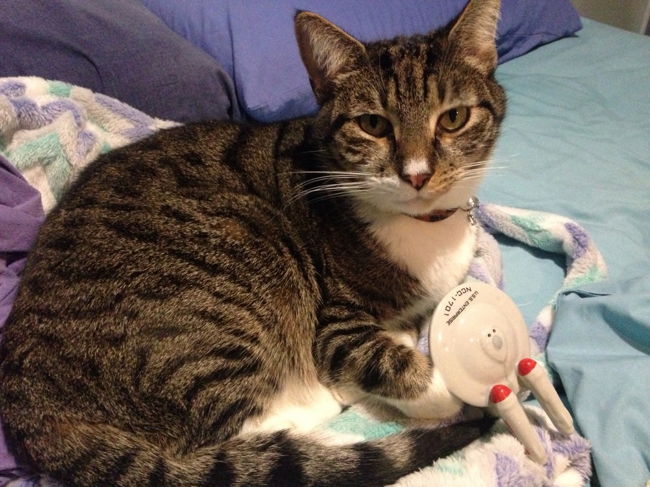Crash Landing X-post Rstartrekcats