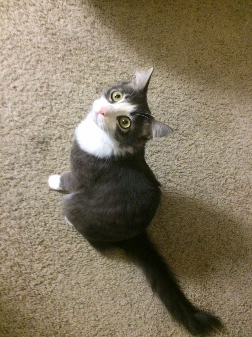 Crooked Tail and Wide-eyed - Cat Sitting for This Little Rascal Gabby