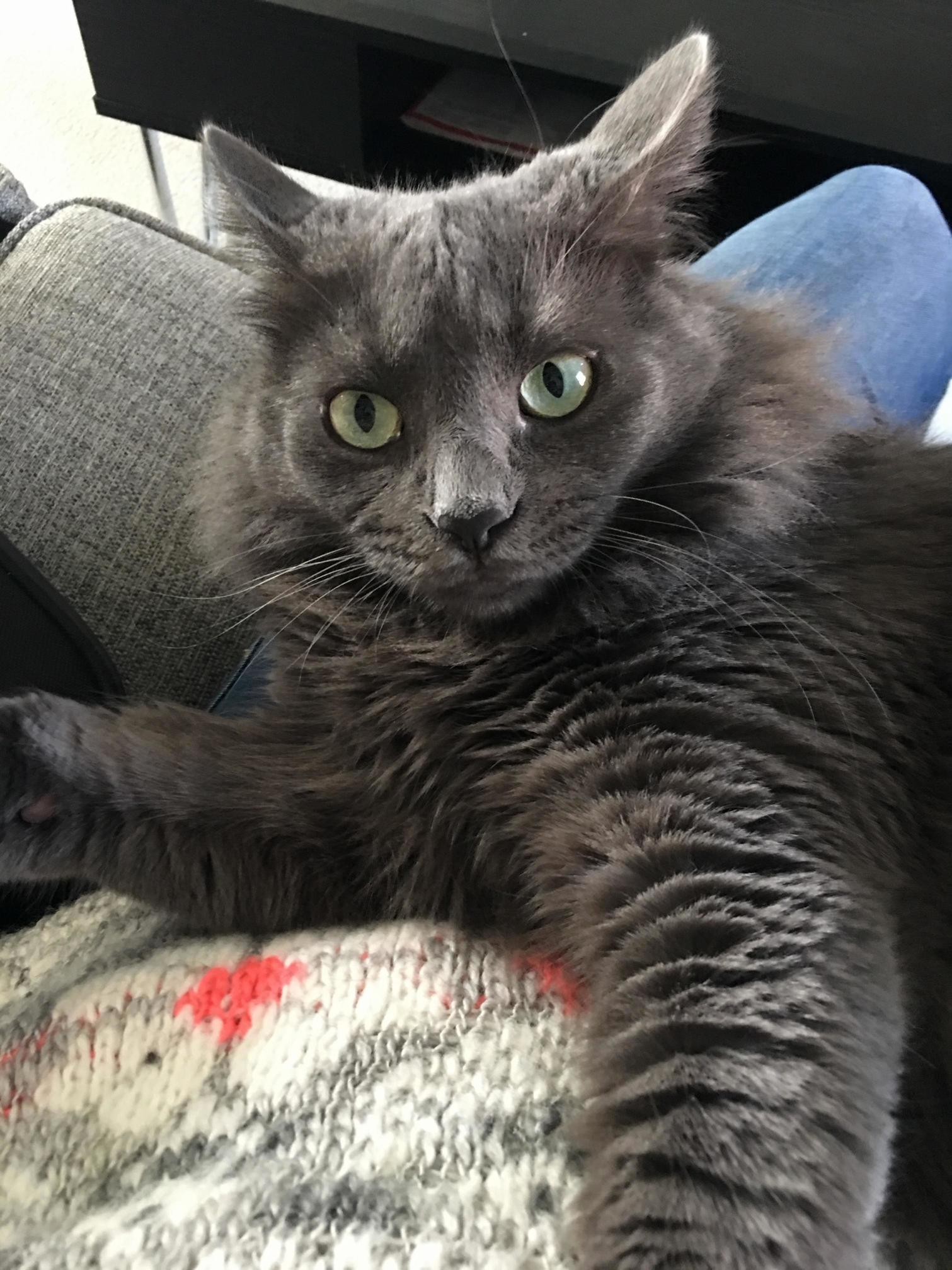 Cuddling with My Boyfriends Cat