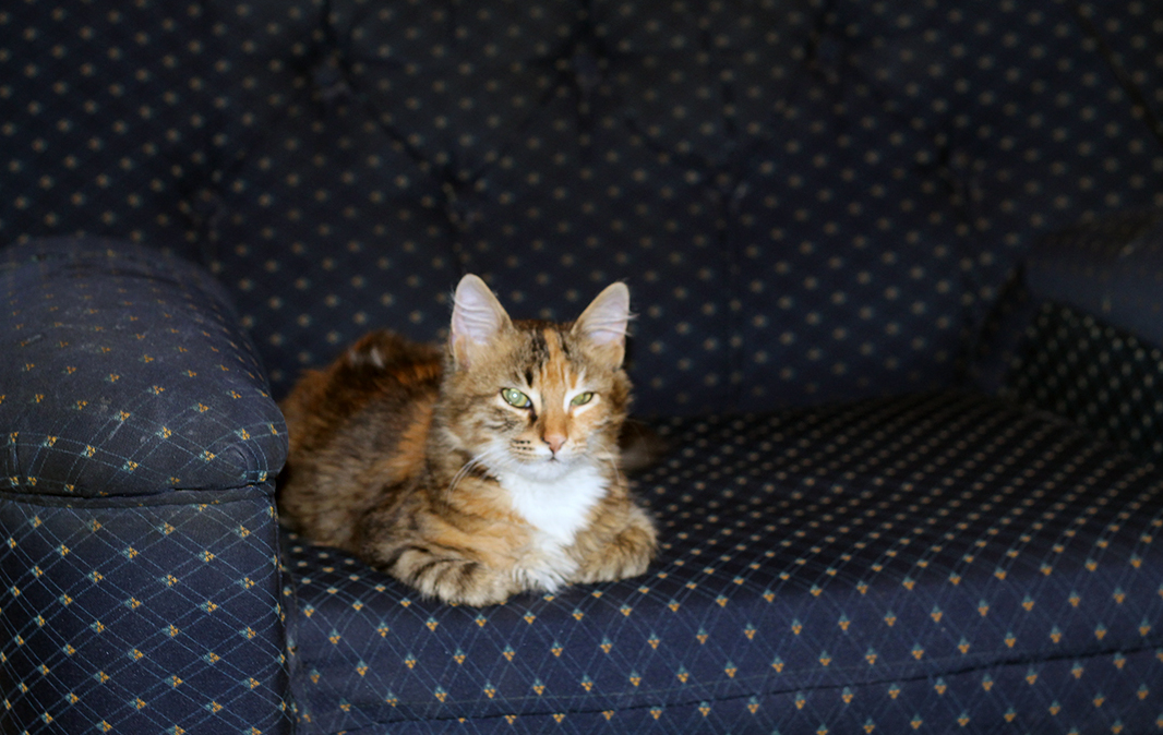 Day 20 Febe Has Taken Over My Favorite Seat. Is It Time to Buy a New One