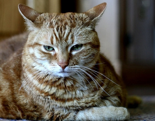 Dec 4th. 4 Years Gone. Still Miss You You Grumpy Old Bastard.