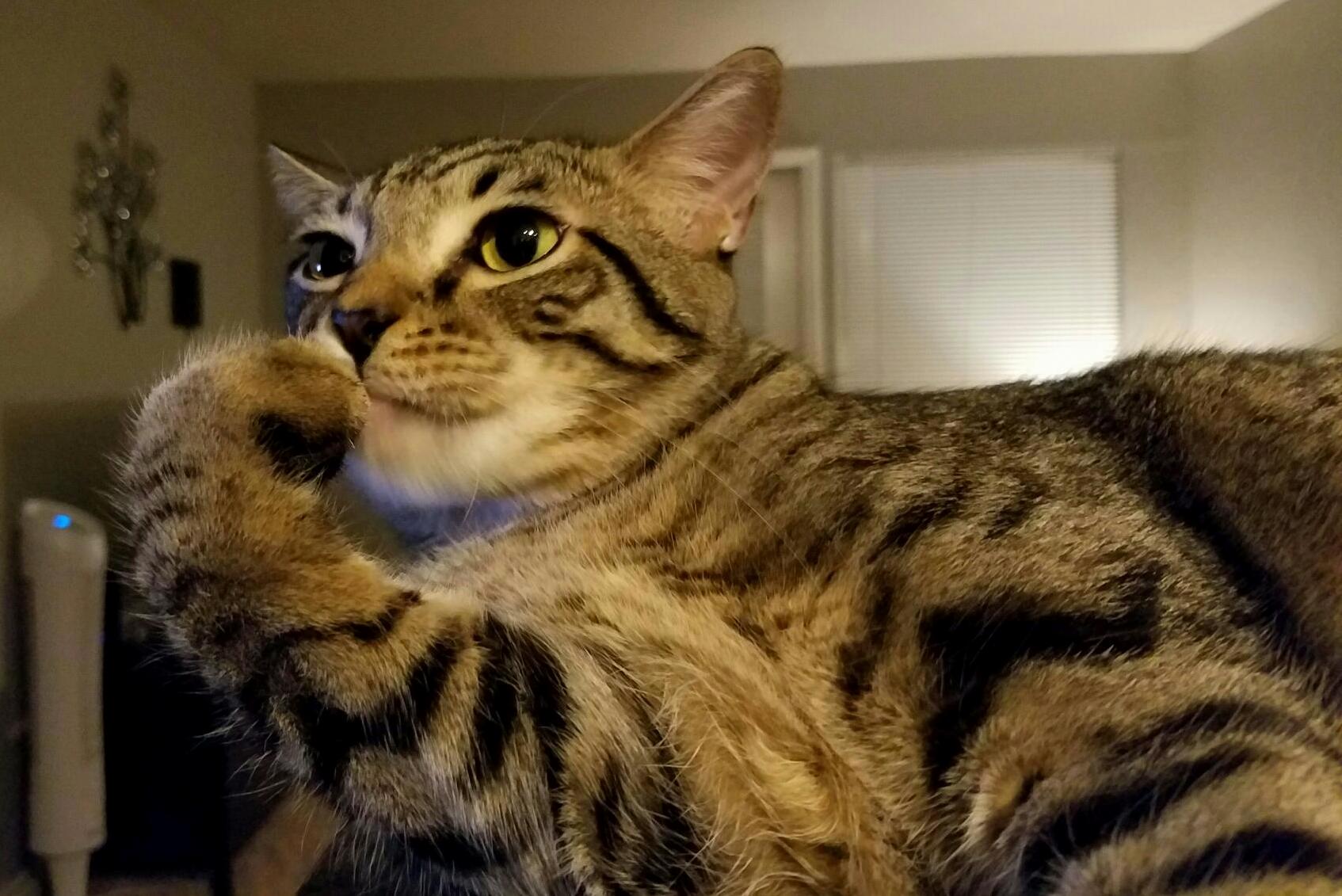 Deep Thoughts with Cat Handey.