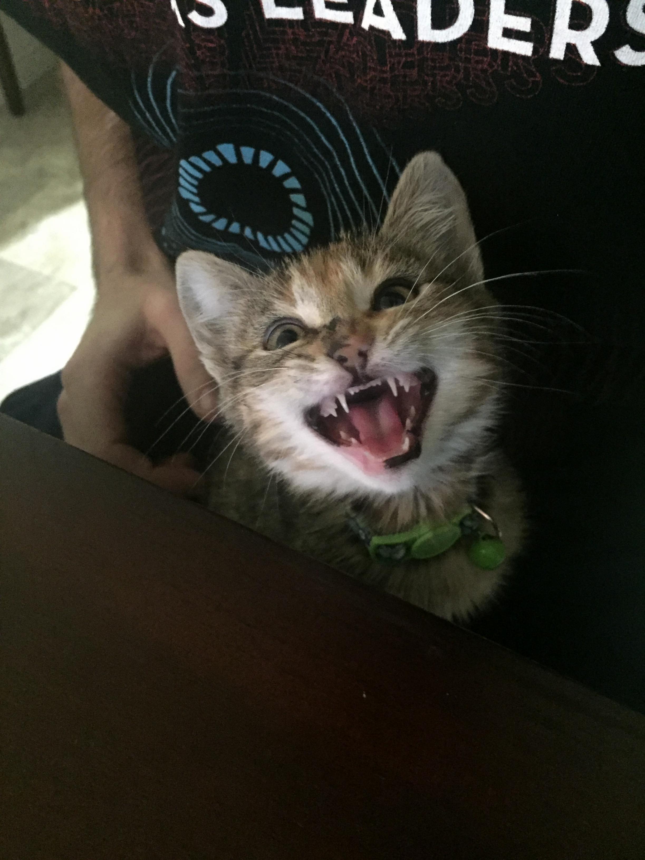 Demanding Cuddles