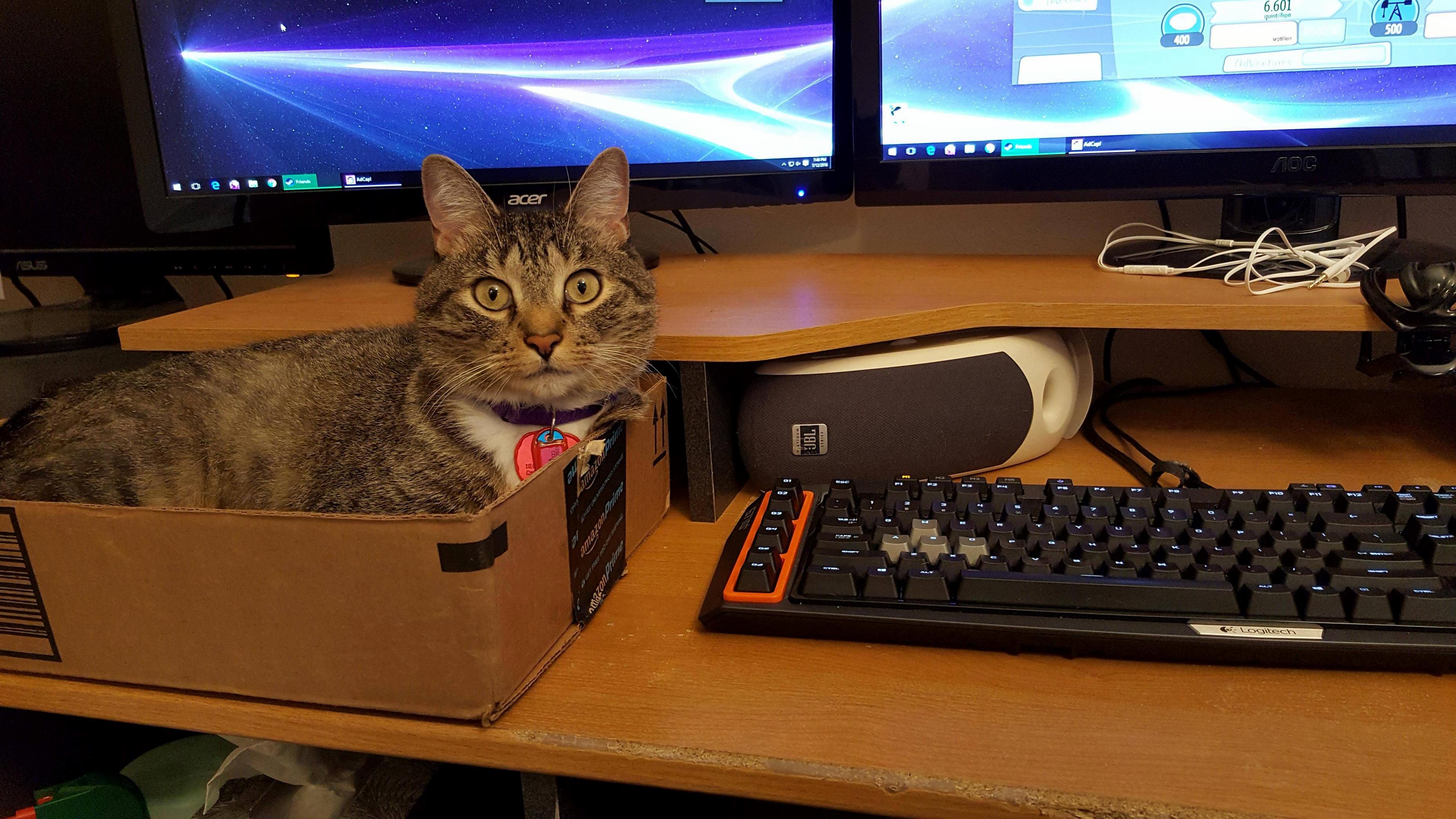 Desk Cat