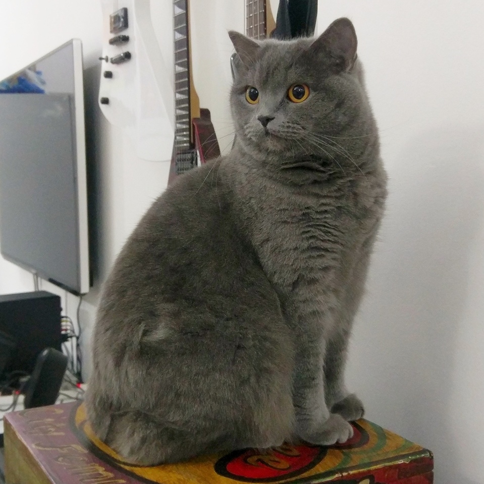 Didnt Take Long for Her to Establish Claim Over a New Piece of Furniture.