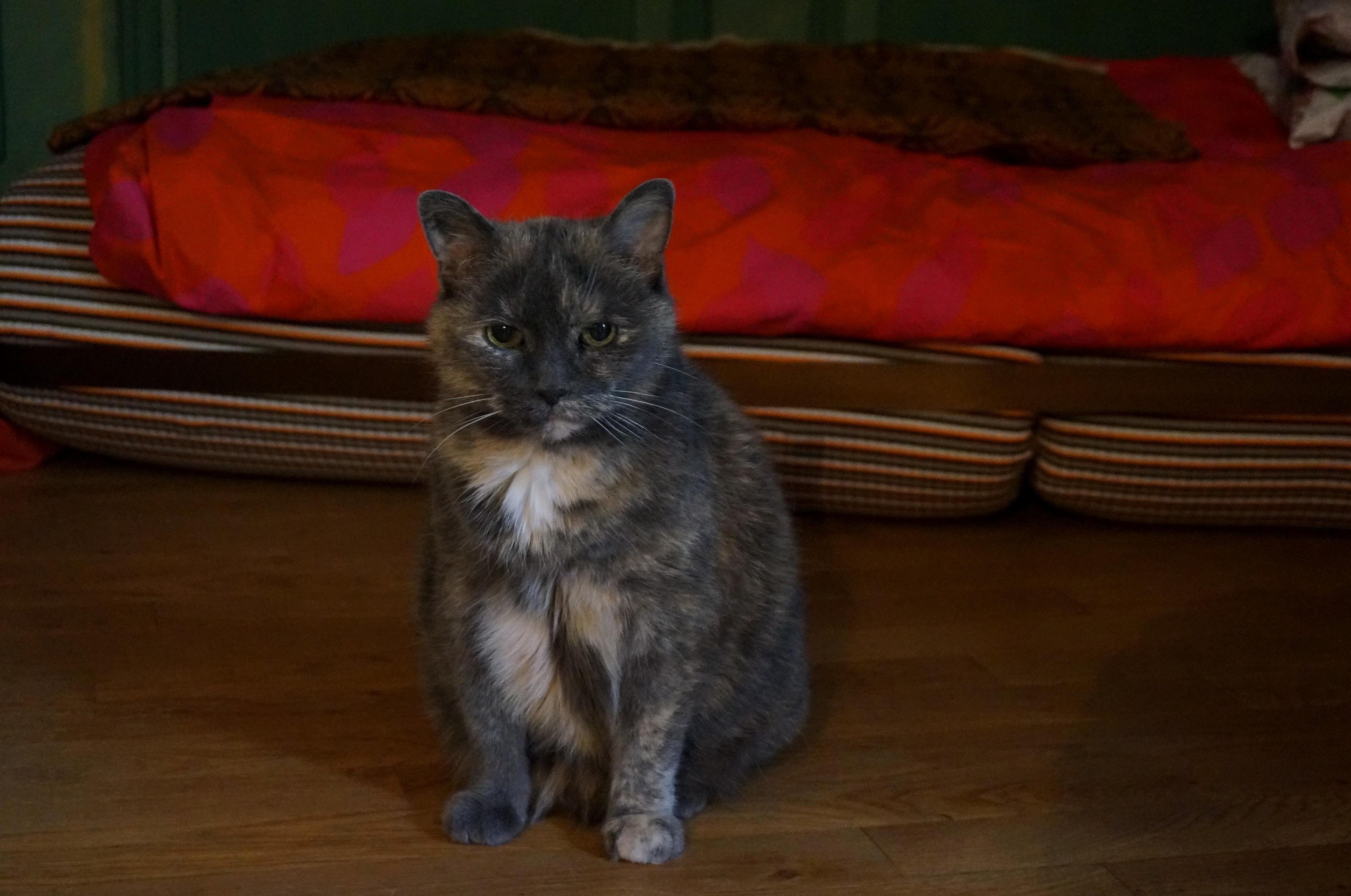 Do You Know the Musical Cats This Is the Real-life Grizabella the Glamour Cat