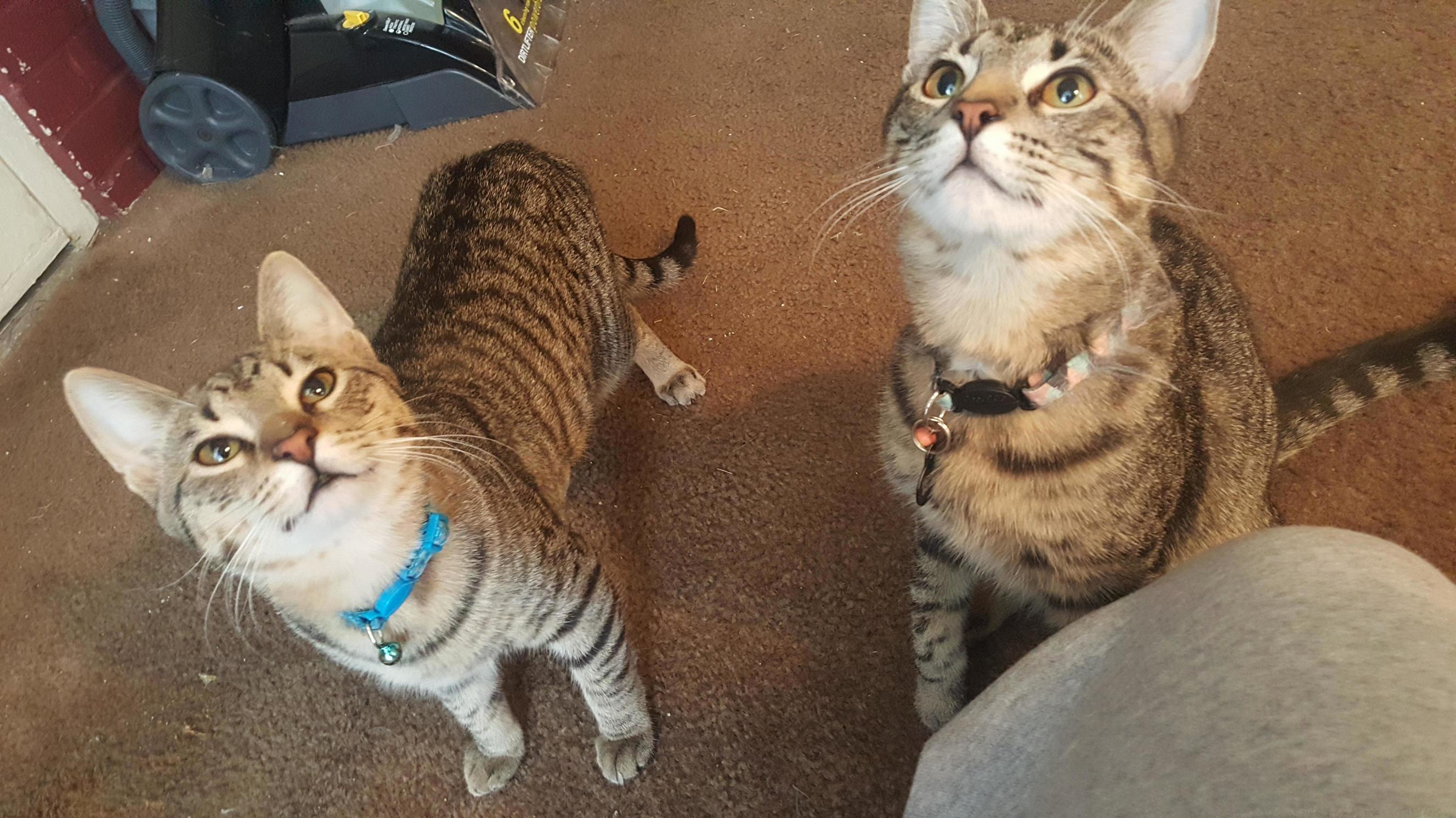 Doctor Meepers and Detective Starskie Brothers and Former Strays Now Fat Healthy and Happy