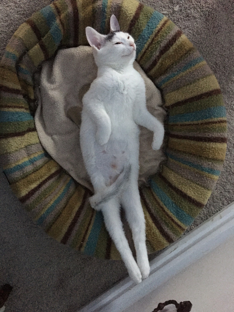 Does This Cat Know...