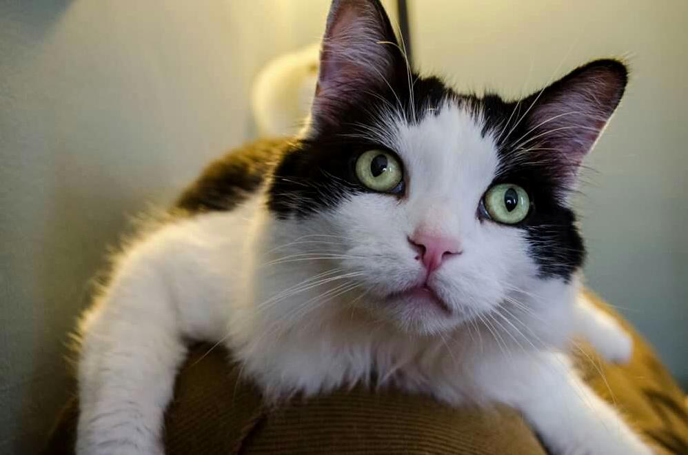 Dont Tell My Brother but Im Stealing His Cat