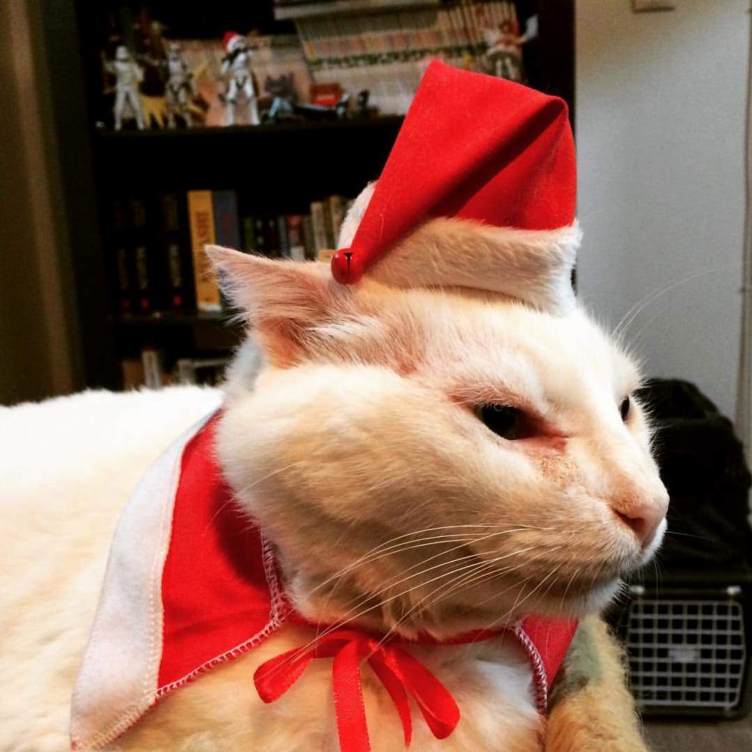Dresses As Santa Acts Like the Grinch