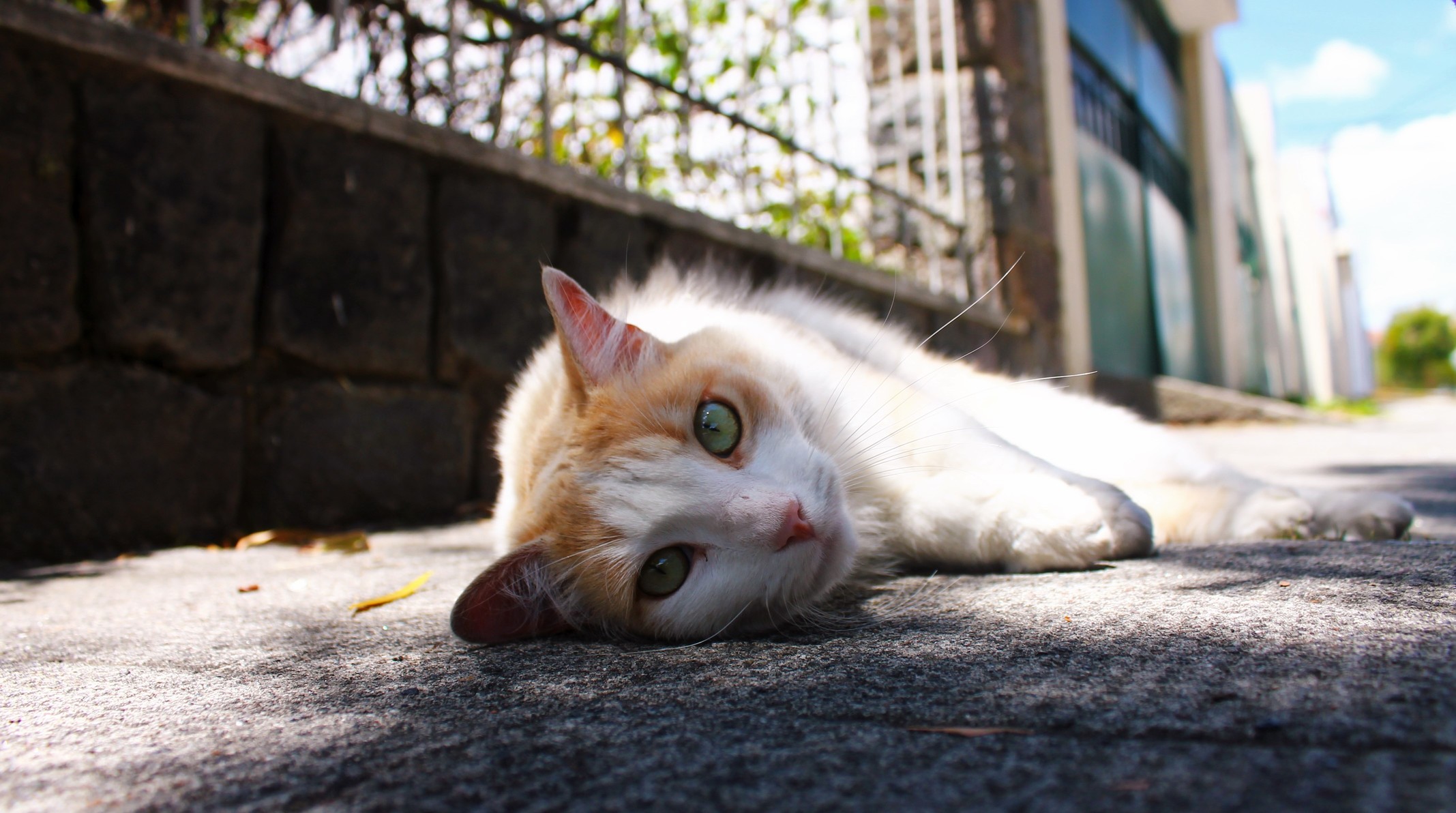 Ecuador Is Super Into Dogs Not So Much Cats Making It Fairly Rare to Find a Street Cat Loveable and Trusting of Humans. This Is Gothar the Exception to All of That.