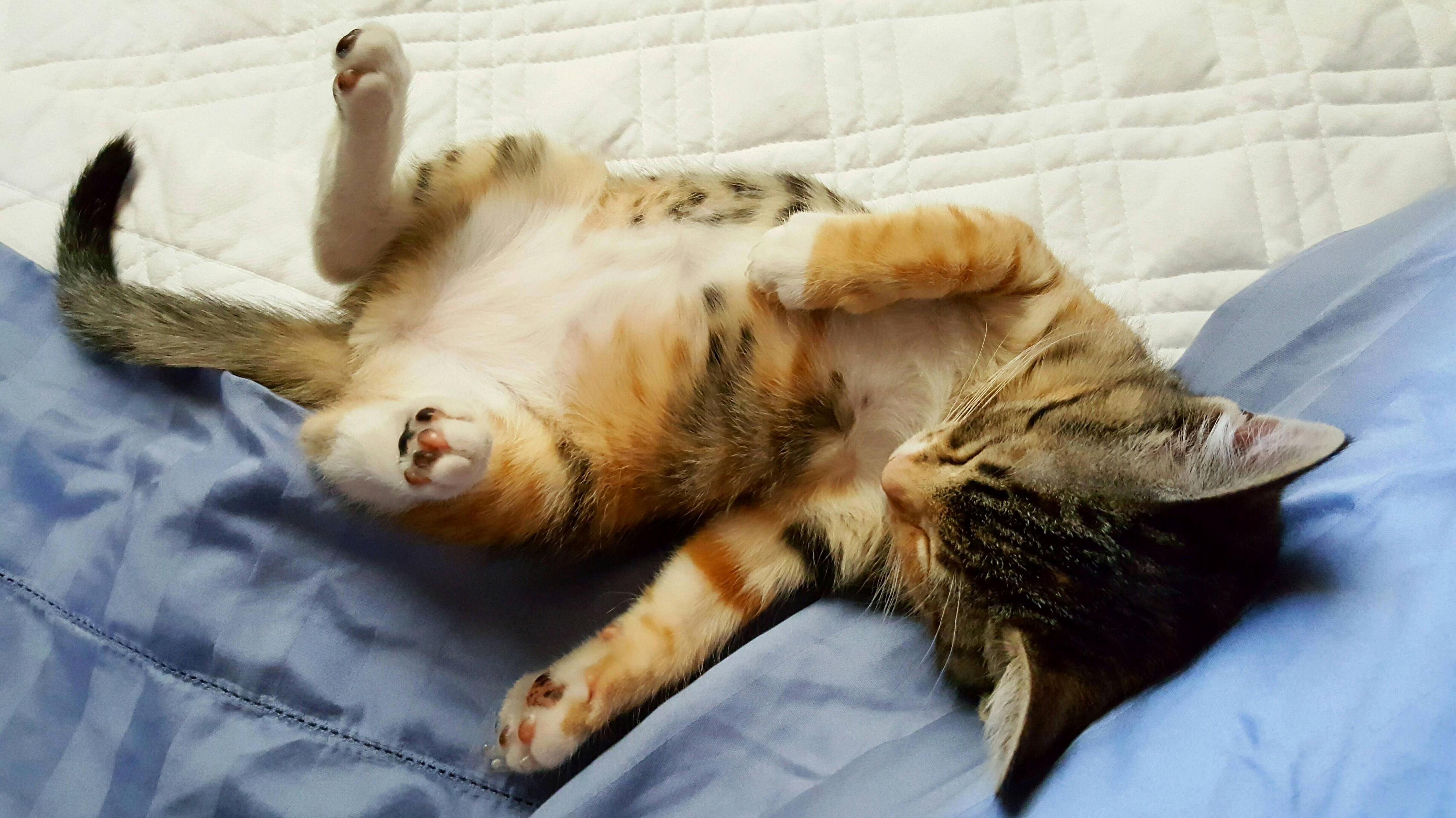 Eevee Passed Out Like a Tiny Drunk