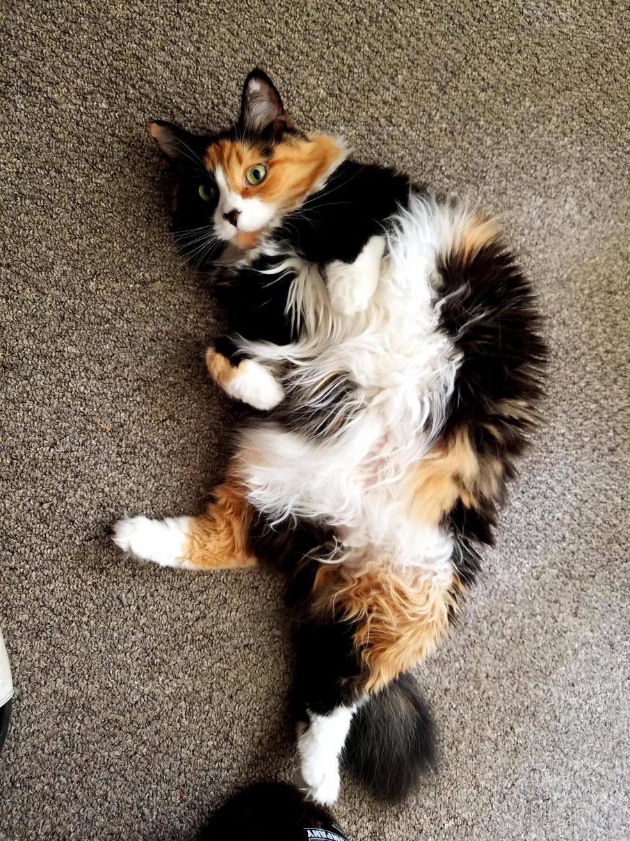 Eevee Showing Off Her Belly Floof