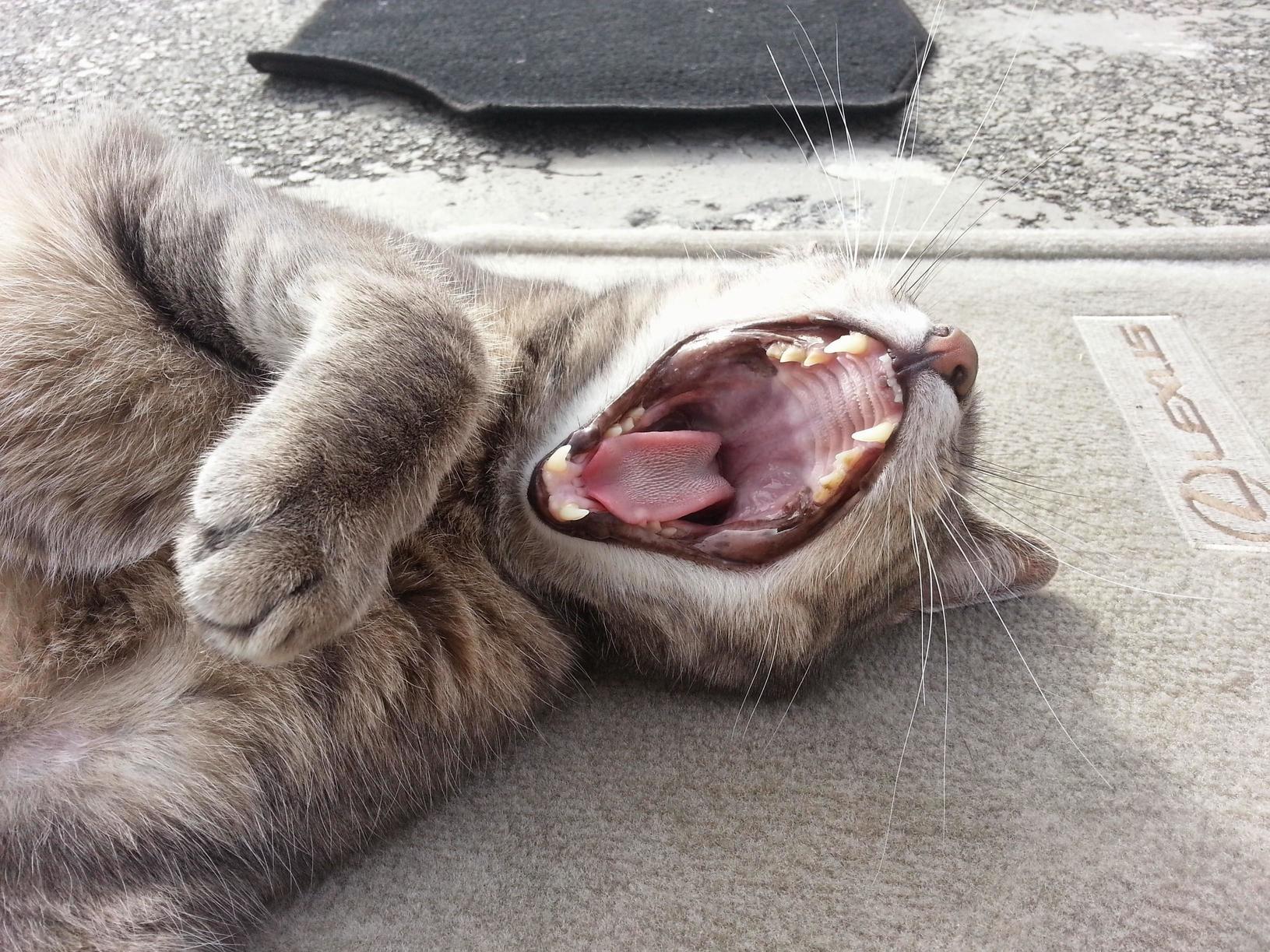 Either Hes Really Tired or Hes Ready for a Full Dental Inspection