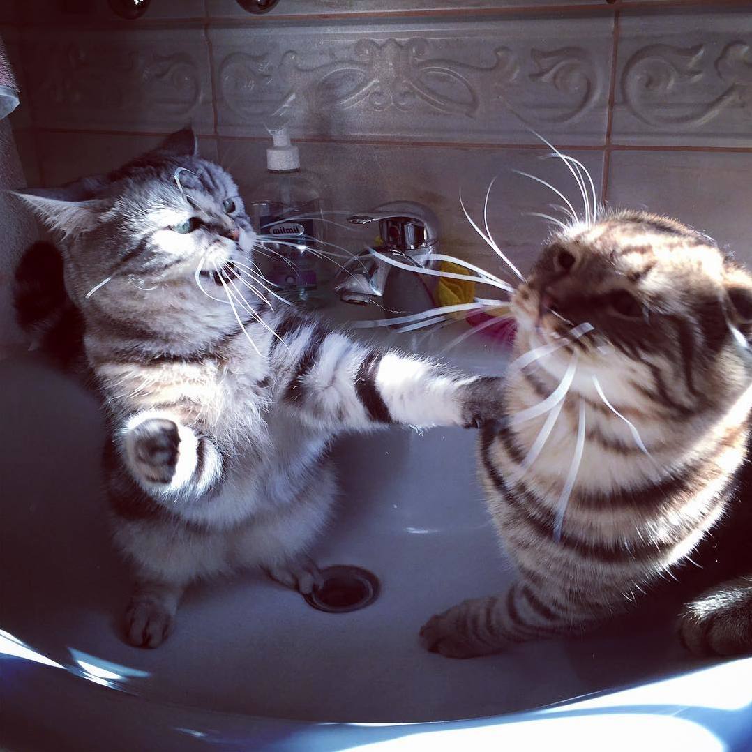 Epic Fight Between My Cat Lola and Her Son Max