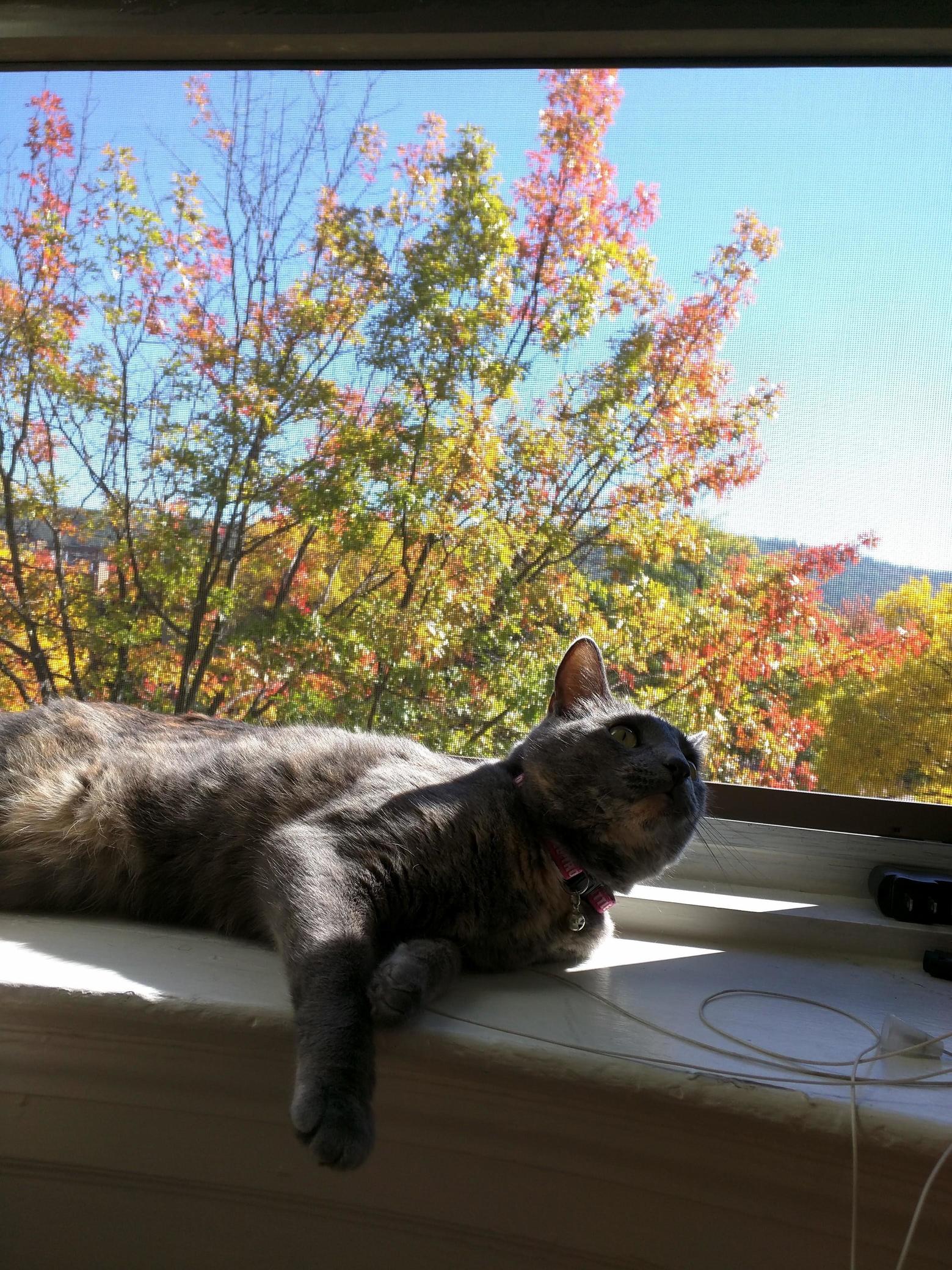 Fall Curious Kitty 3