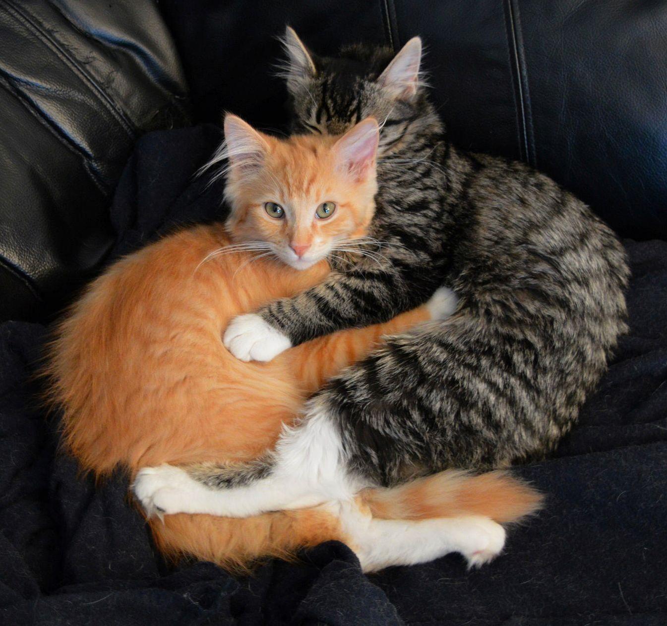 Feline Yin Yang