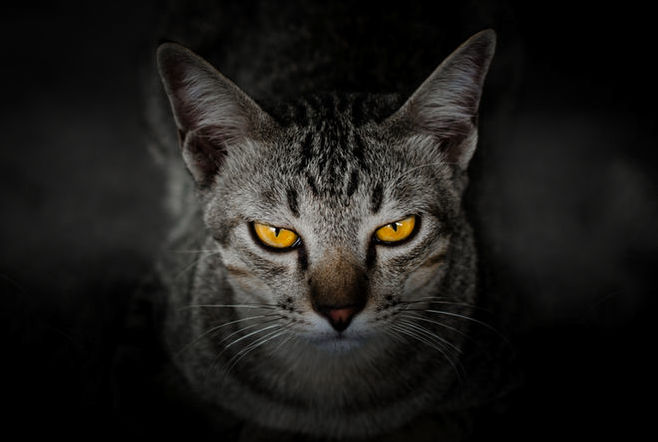 Feral French Cats Terror