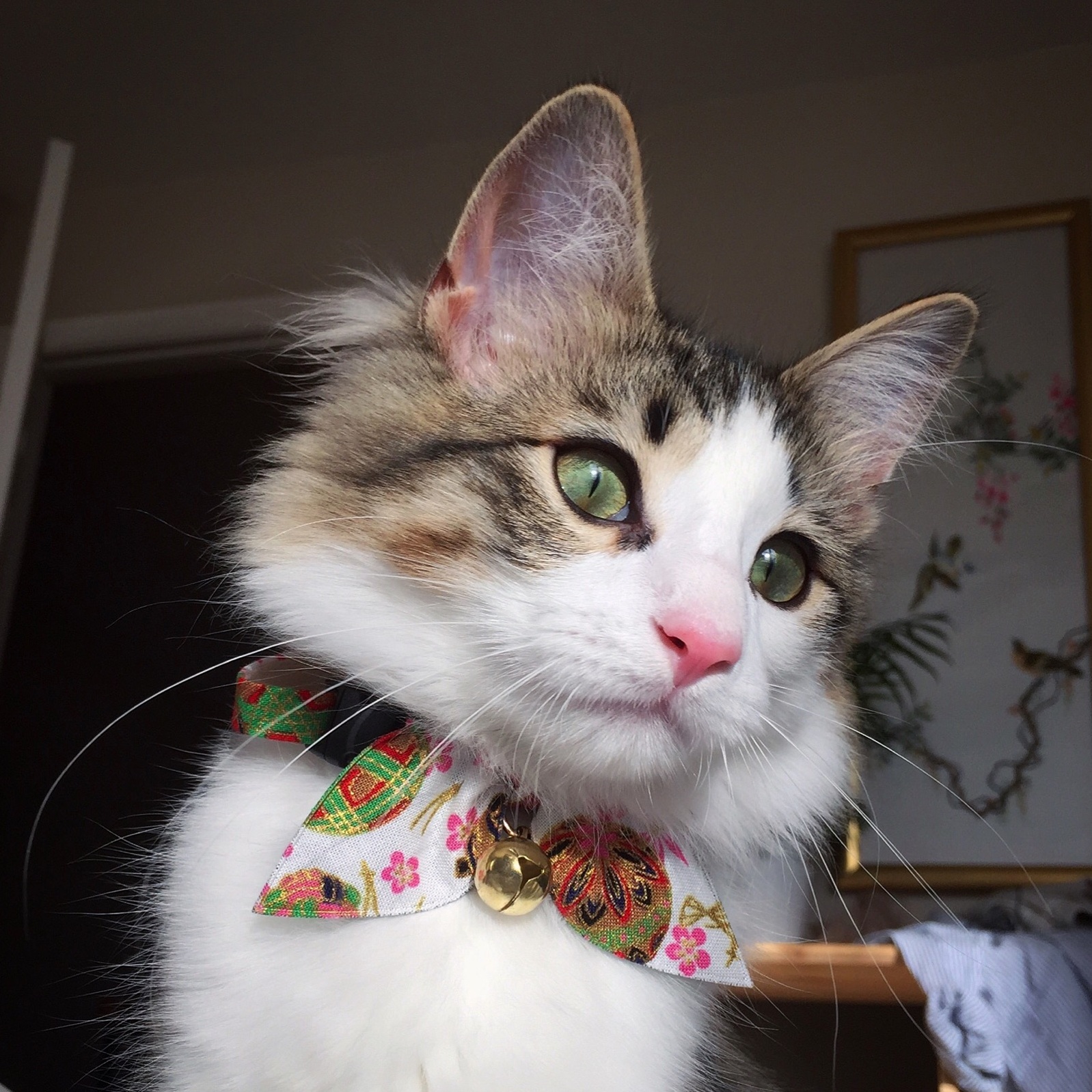 Finally Found a Collar for This Turd.