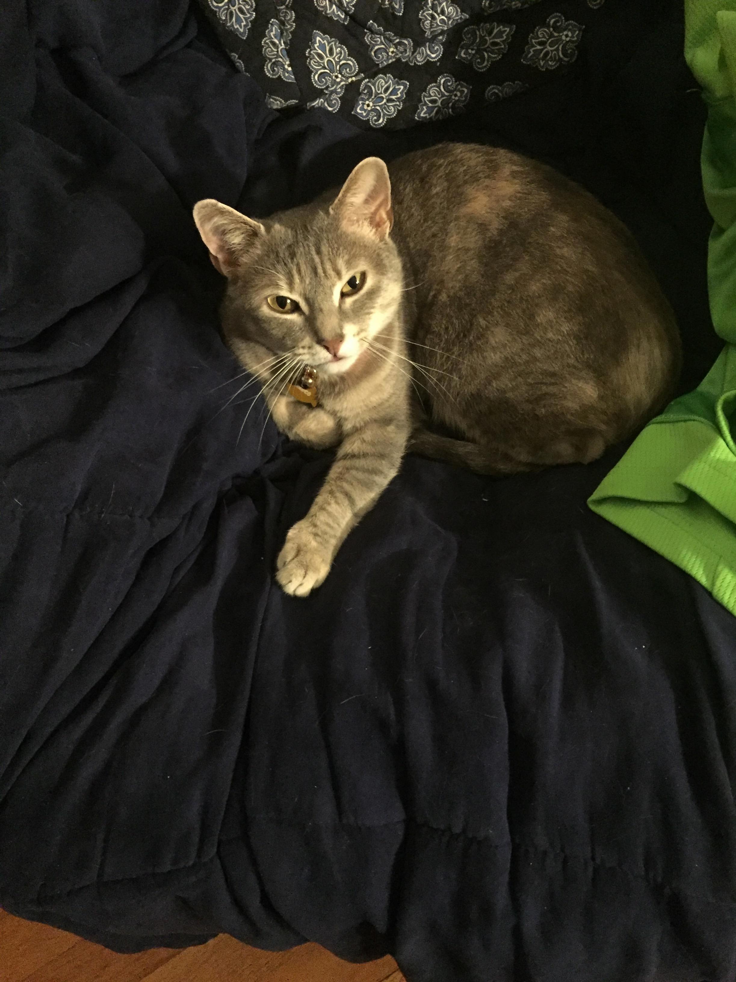 Finally. Youre Home from Work. Now Feed Me. My Bossy Little 6lb Princess.