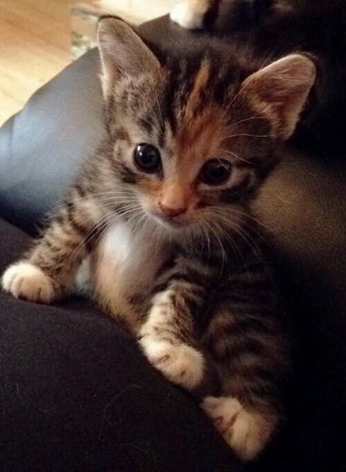 First Time Kitten Owner What Do You Wish You Had Been Told When You Got Your First Cat
