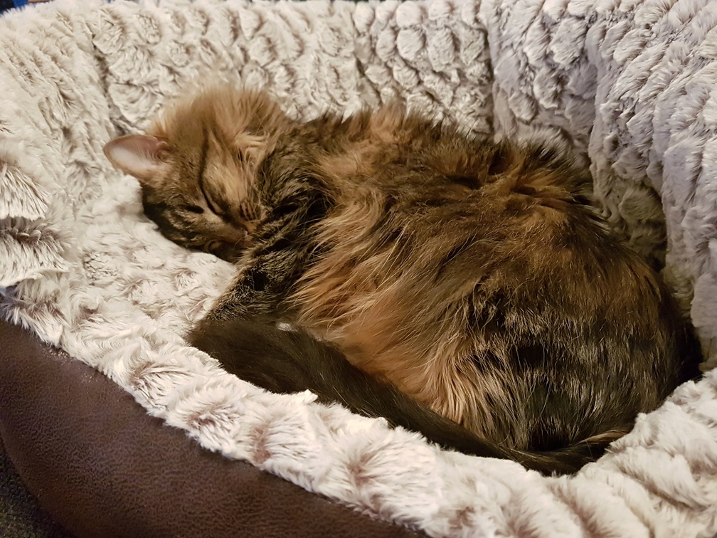 Floofin All Day Is Hard Work Time for a Nap