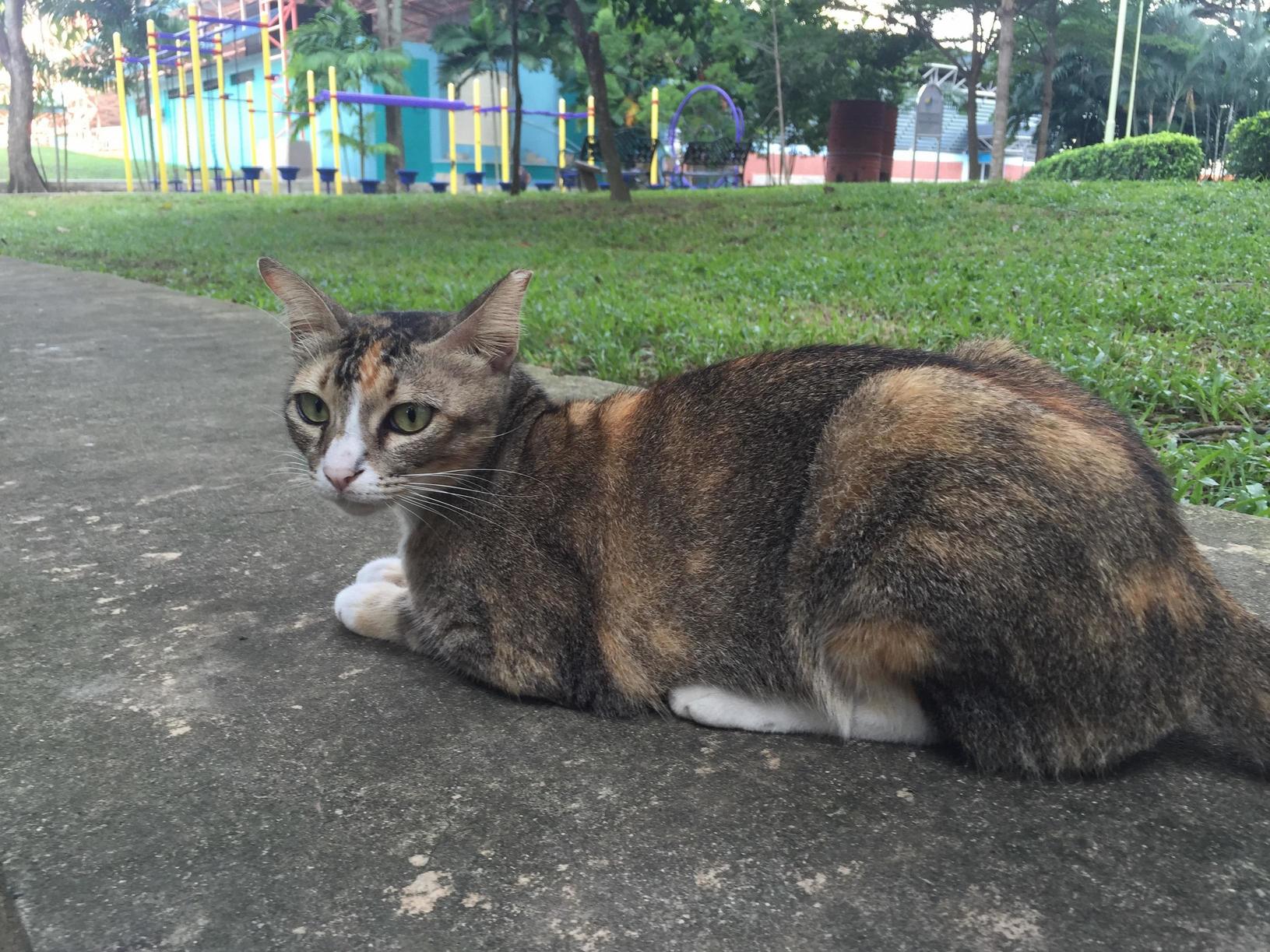 For Those of You Who Saw My Last Post of My Friend Singy I Met in Singapore Here She Is Again